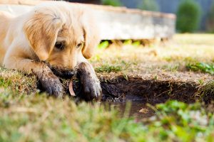 puppy met modder aan poten