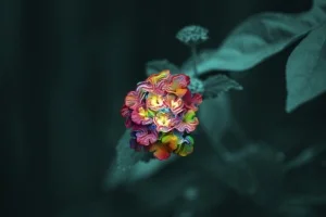 plant met psychedelische bloemen