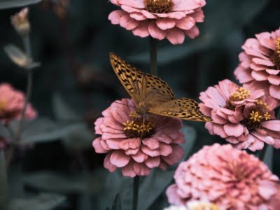vlinder en roze bloemen