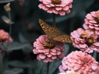 vlinder en roze bloemen