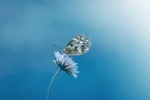 witte vlinder met bloem