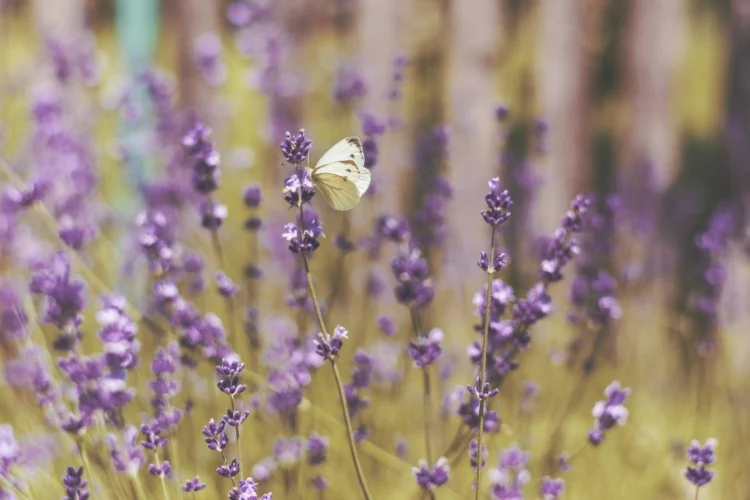 koolwitje zit op lavendel