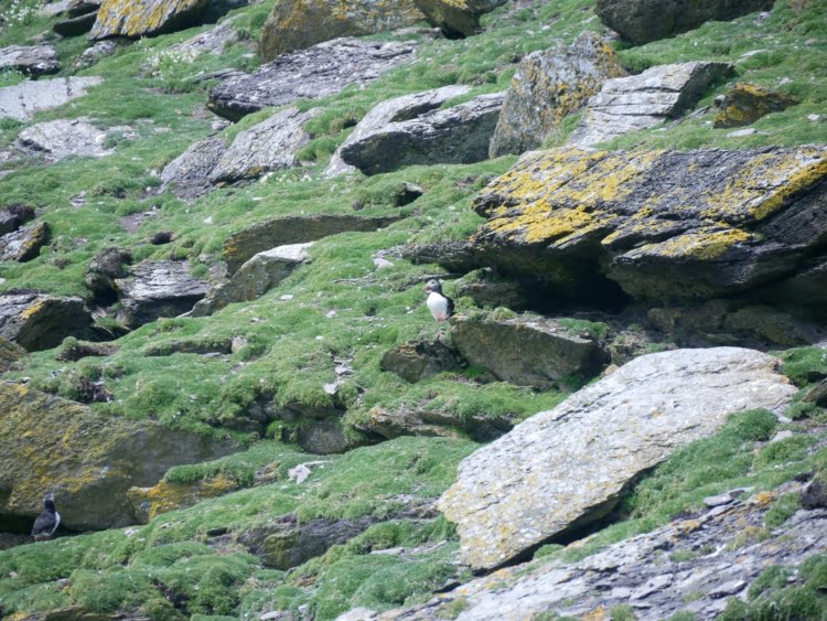 papegaaiduiker op Skellig Michael