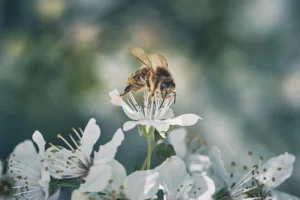 bij zit op bloem