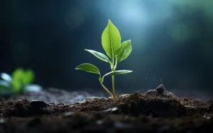 plantje