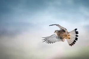 vogel is aan het vliegen