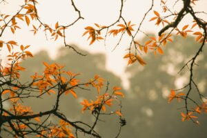 herfst bladeren in de kleur oranje